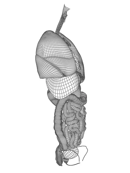 Mesh sistema digestivo — Foto Stock