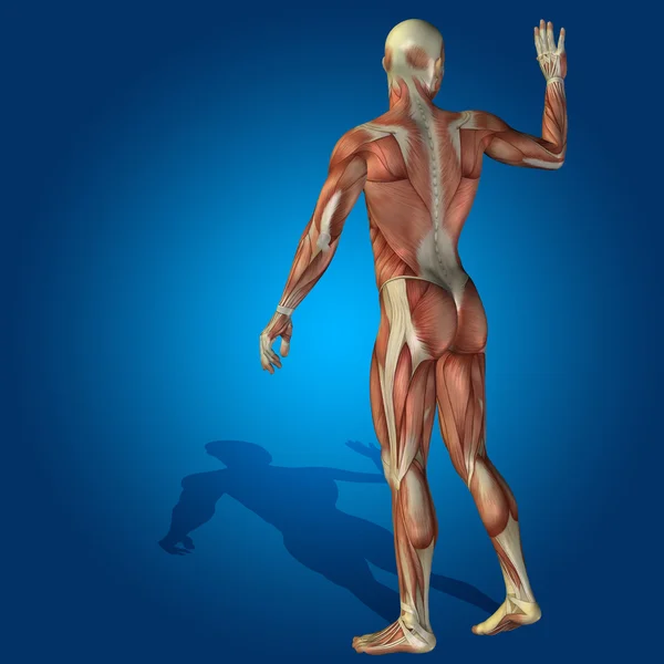 Corpo anatomico 3D — Foto Stock