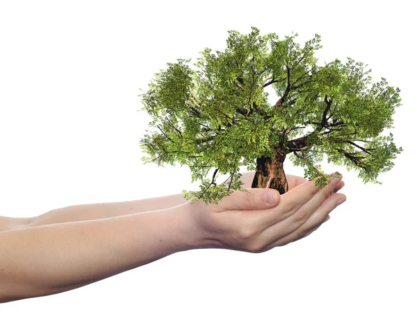 Hand met een groene zomer boom — Stockfoto