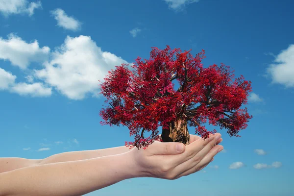 Mano sosteniendo árbol de primavera rojo — Foto de Stock