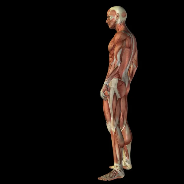 3D insan anatomi tasarımları için. — Stok fotoğraf