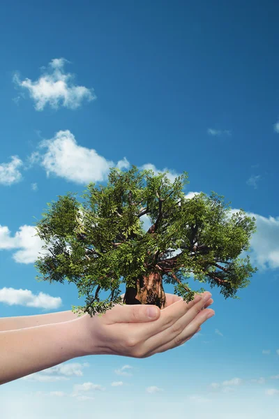 Mano sosteniendo árbol de verano verde — Foto de Stock