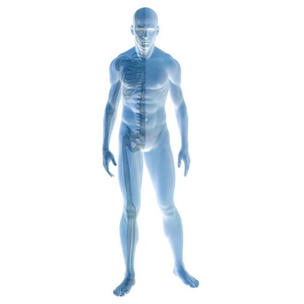 Human 3D anatomy — Stock Photo, Image