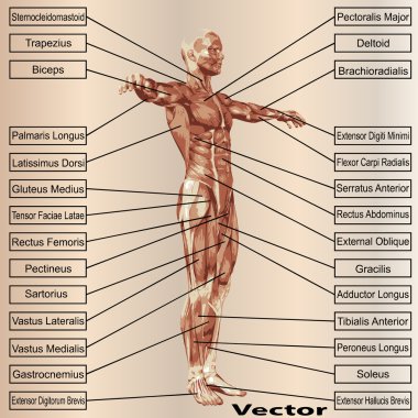 Kaslı erkek anatomisi