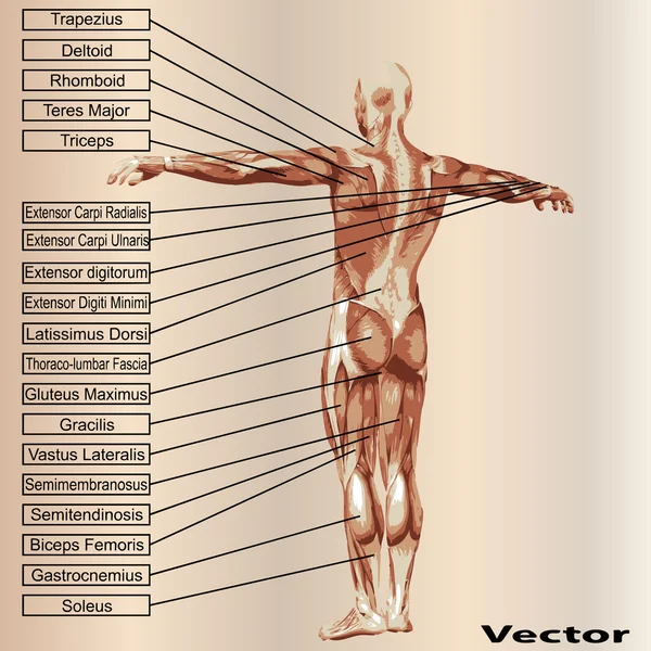 Anatomia maschile con muscoli — Vettoriale Stock