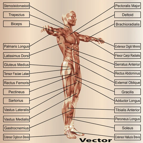 筋肉の男性の解剖学 — ストックベクタ