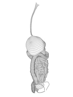 kavramsal anatomik insan