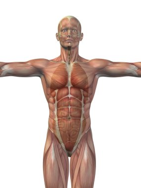 İnsan yapısı iç organları ile