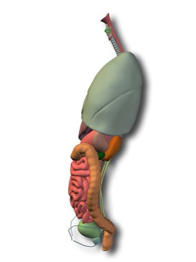 Toraks organların anatomisi tasarımları için.
