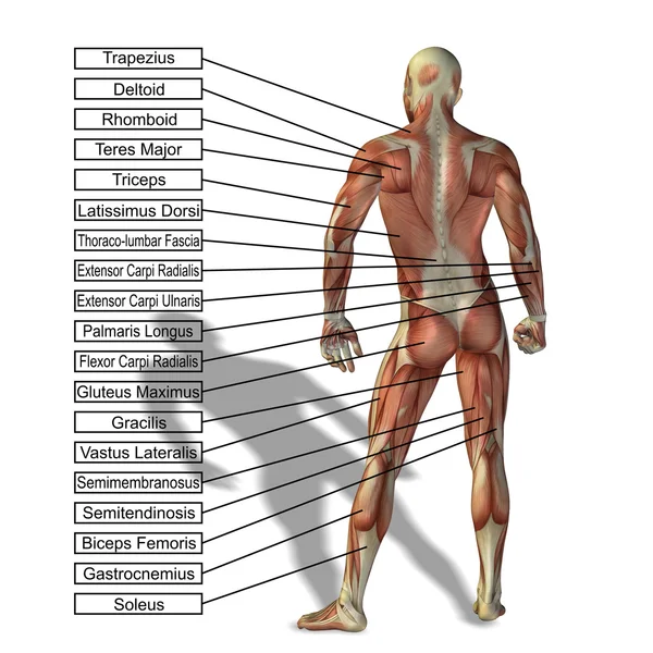 Uman anatomy with text — Stock Photo, Image