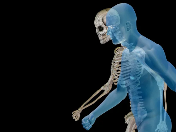 Anatomía masculina con huesos —  Fotos de Stock