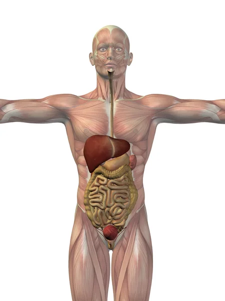 Koncepcyjne anatomiczne człowieka — Zdjęcie stockowe