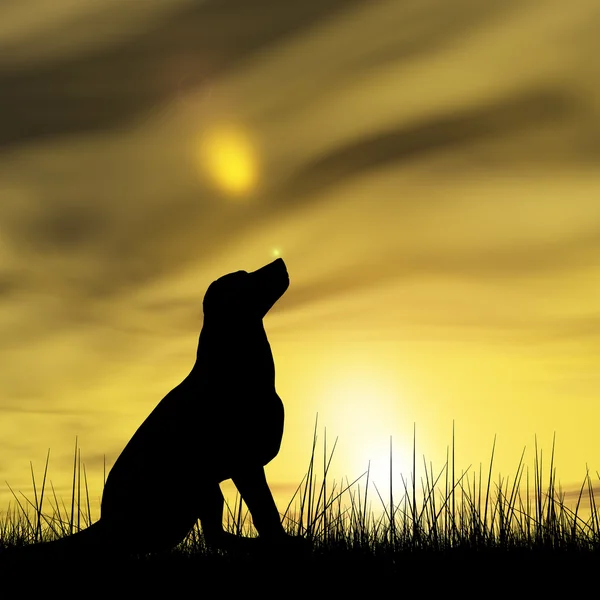 Mooie zwarte hond silhouet — Stockfoto