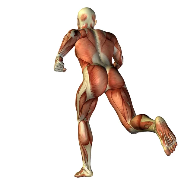 Man with muscles for anatomy  designs. — Stock Photo, Image