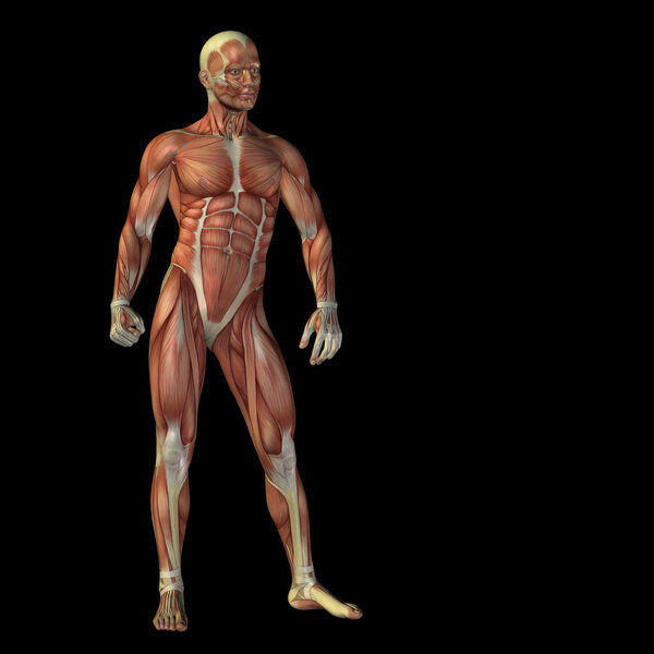 человек для анатомических проектов
