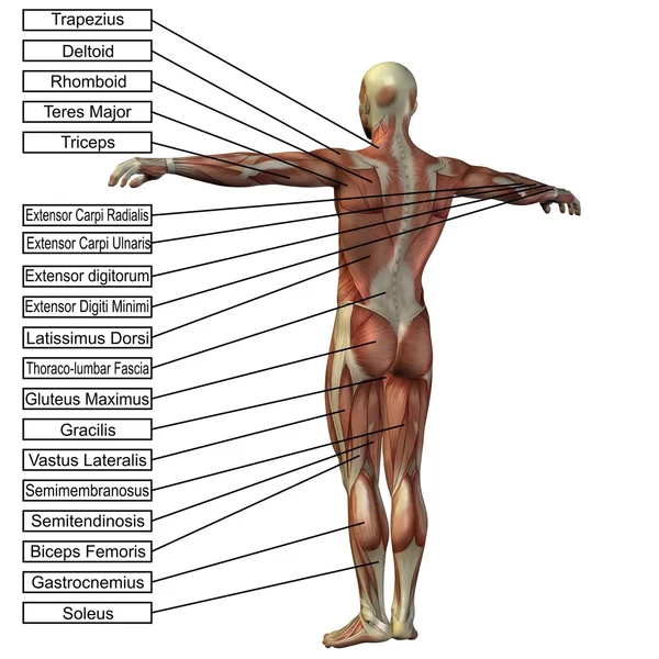 Homem de anatomia com músculos — Fotografia de Stock