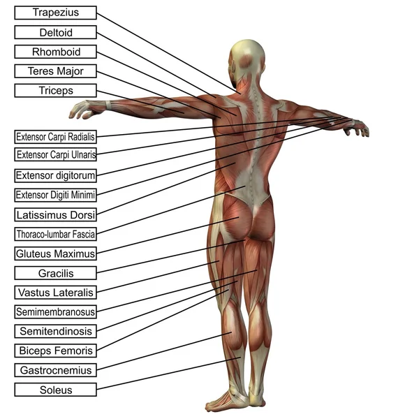 Ανατομία άνθρωπος με τους μυς — Φωτογραφία Αρχείου