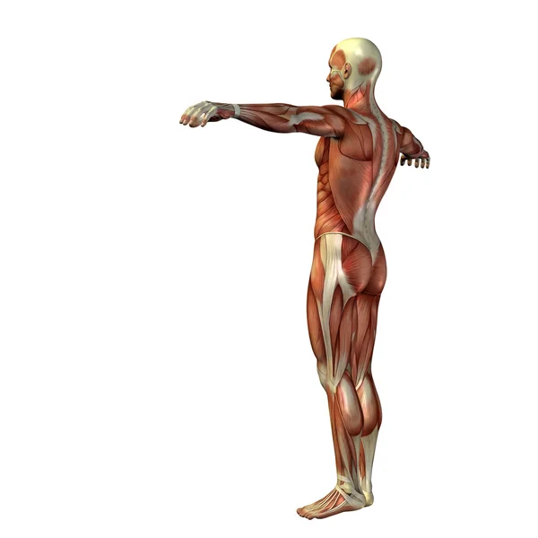 Człowiek z mięśni do anatomii wzory. — Zdjęcie stockowe