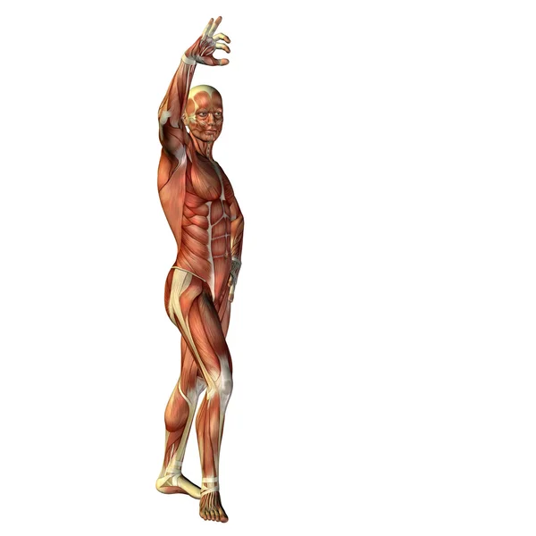 Man for anatomy  designs. — Stock Photo, Image