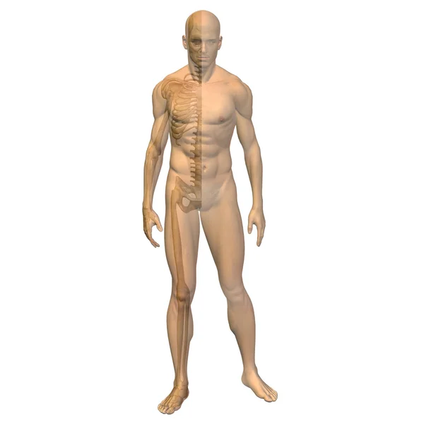 Kaslı erkek anatomisi — Stok fotoğraf