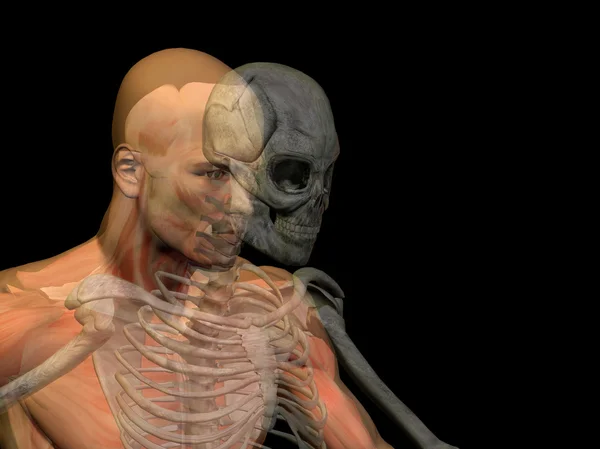 Anatomy with bones — Stock Photo, Image