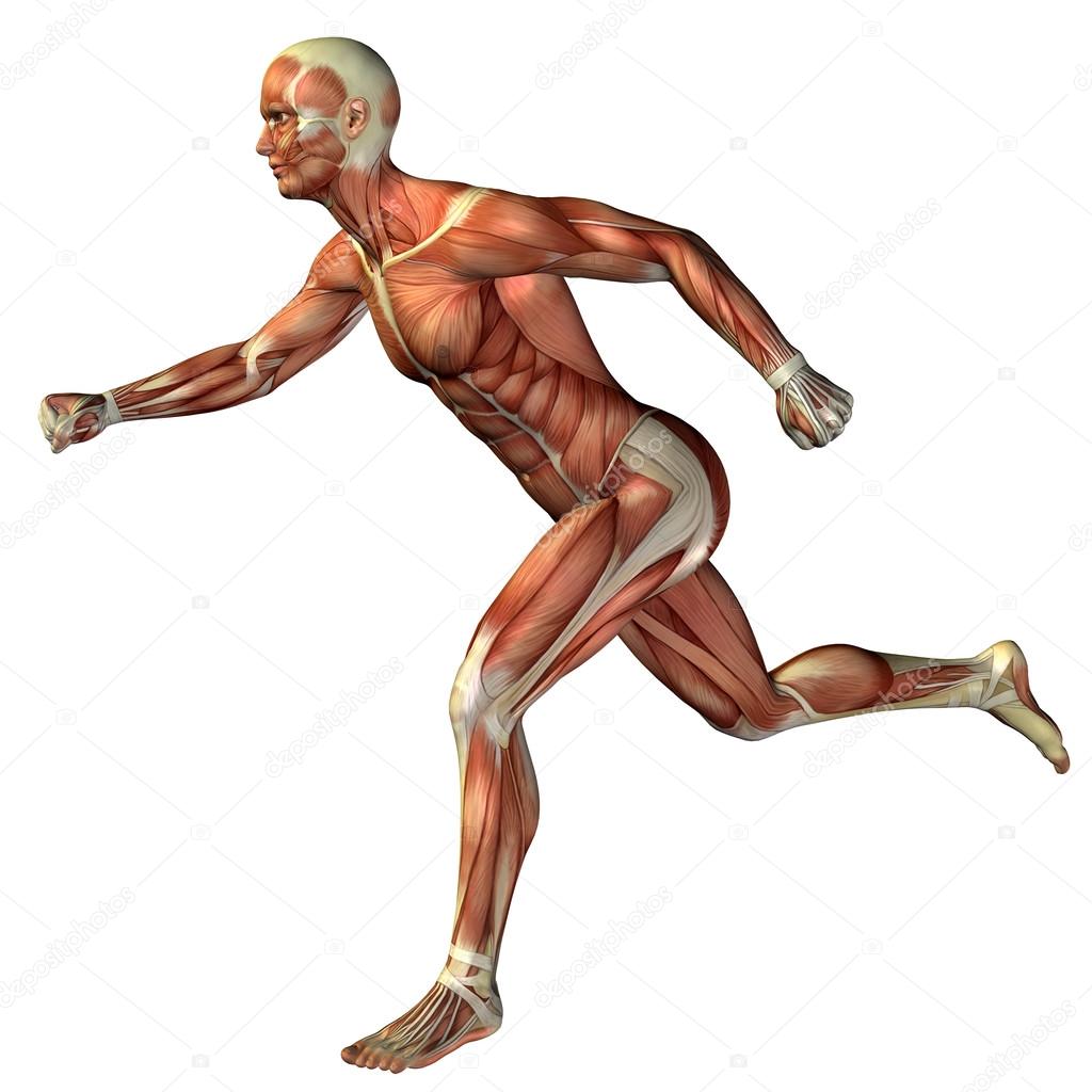 man with muscles for anatomy designs.