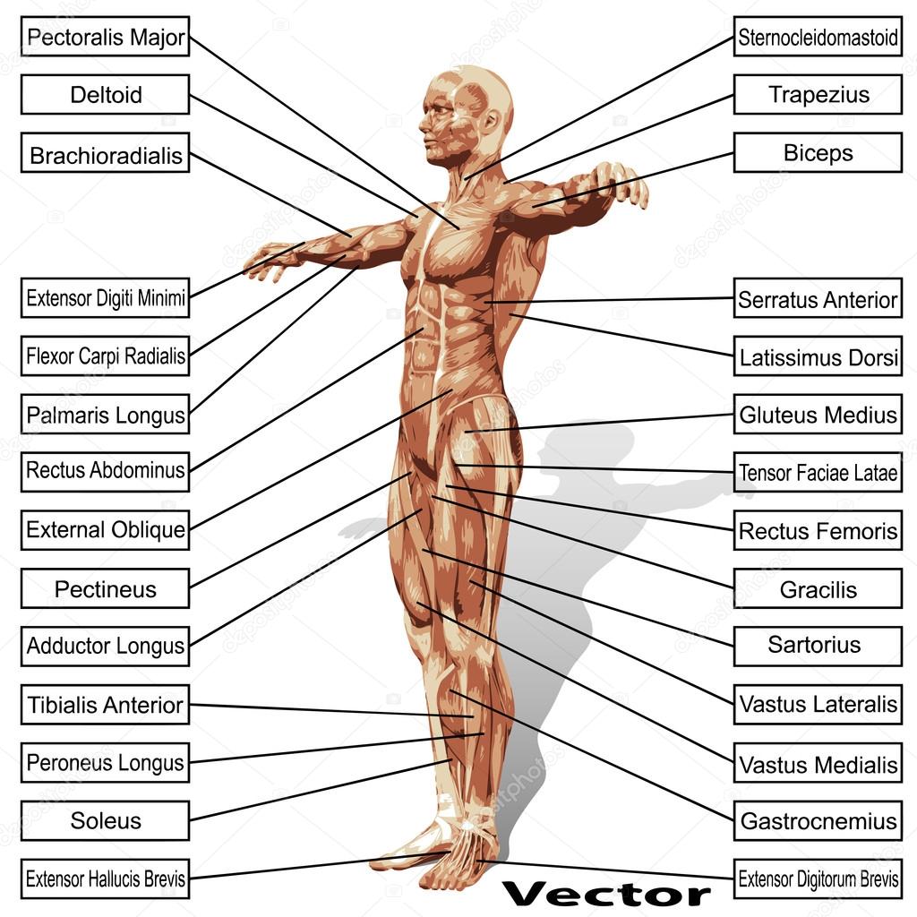 human  anatomy with  text
