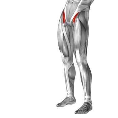 Upper leg anatomy clipart