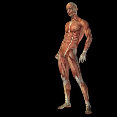 adam anatomisi tasarımları için