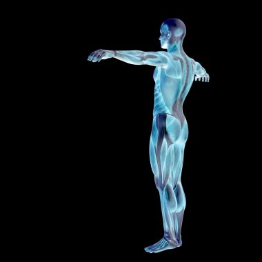 Anatomi tasarımlar için kaslı adam.