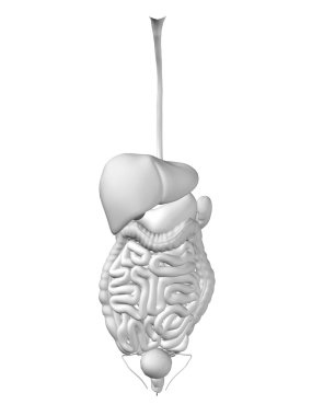 Anatomik insan sindirim sistemi