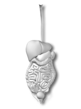 kavramsal anatomik insan