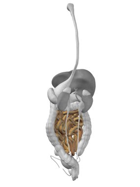 bağırsak organ ve sindirim sistemi