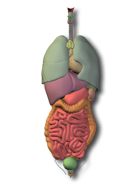 Ludzkich narządów wewnętrznych jamy brzusznej — Zdjęcie stockowe