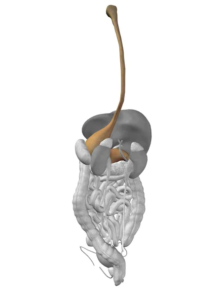 Homem anatomia sistema digestivo — Fotografia de Stock