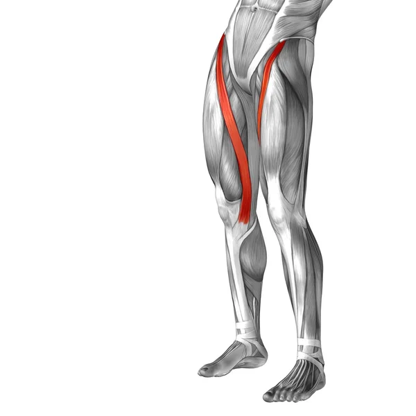 Anatomia górnej nogi — Zdjęcie stockowe