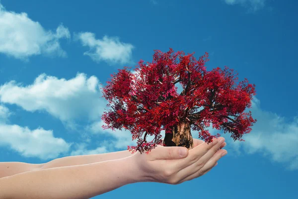 Mujer mano sosteniendo árbol — Foto de Stock