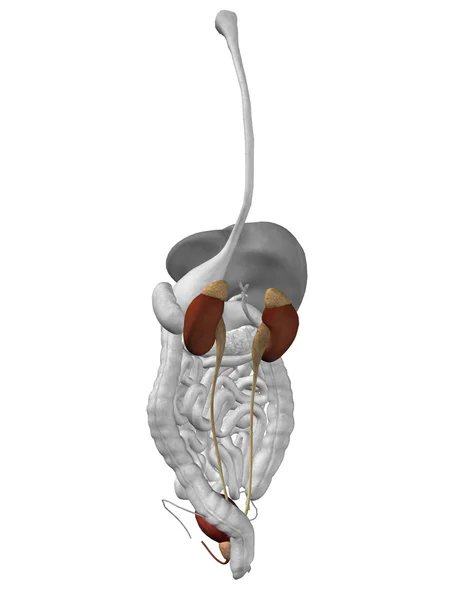 Organo renale e sistema urinario — Foto Stock