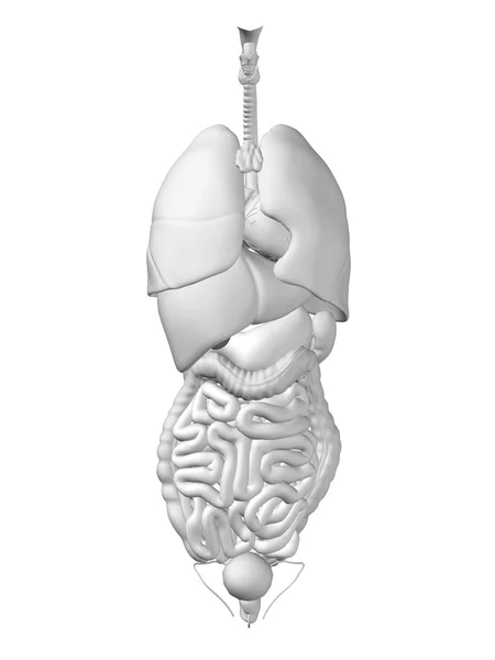 Órganos de tórax para diseños sanitarios . — Foto de Stock