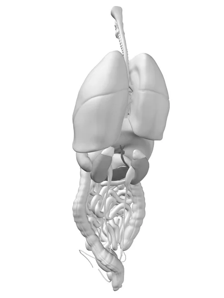 Interne thorax organen — Stockfoto