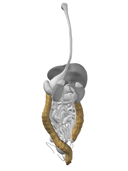 Órgãos do cólon e sistema digestivo — Fotografia de Stock