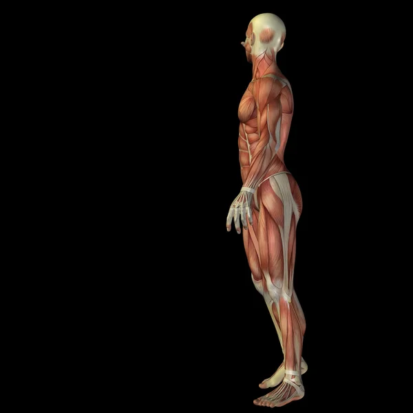 Manusia untuk desain anatomi . — Stok Foto