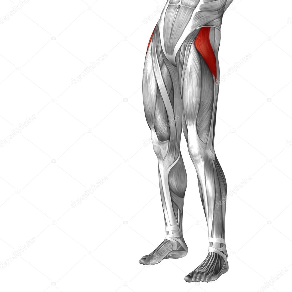 upper leg anatomy