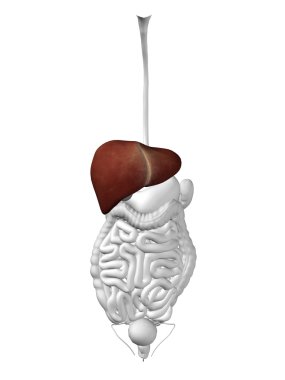 karaciğer organ ve sindirim sistemi