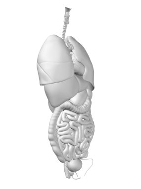 iç organları karın veya Toraks