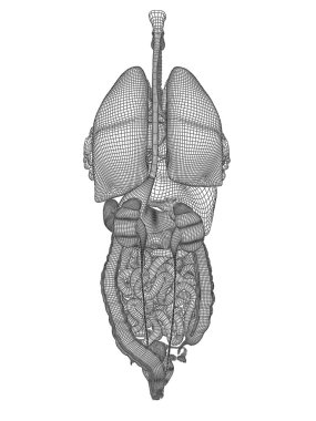 kafes sindirim sistemi