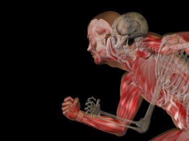 Kemikleri insan anatomisi