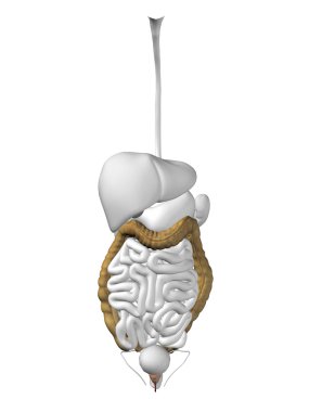 İki nokta üst üste organ ve sindirim sistemi