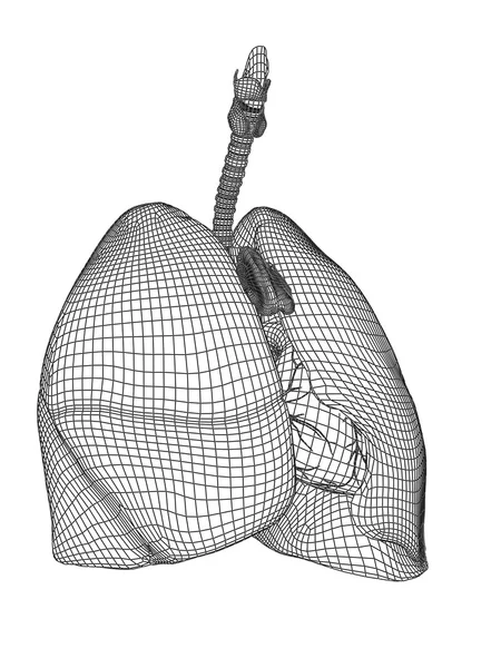 Apparato respiratorio anatomico — Foto Stock