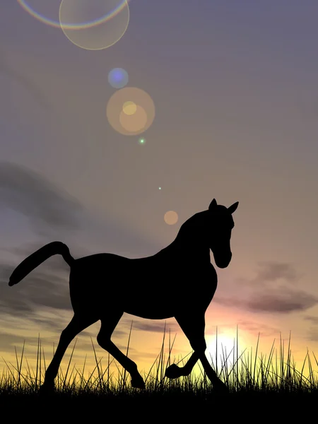 Силуэт чёрной лошади — стоковое фото